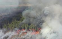 У Зоні відчуження та Житомирській області продовжують тліти ліси