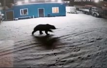 У Росії ведмідь прогулявся мікрорайоном і потрапив на відео