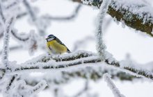Сьогодні частину України накриють дощі та сніг: де будуть опади (карта)