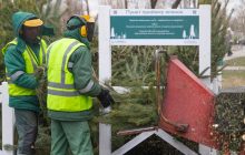 У Києві з 2 січня розпочнуть роботу пункти прийому новорічних дерев